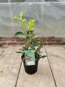 Euonymus Alatus (Burning bush)