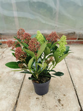 Load image into Gallery viewer, Skimmia Double Diamond
