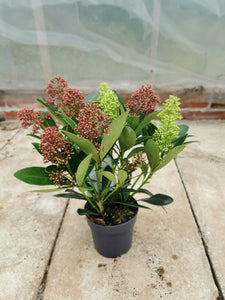 Skimmia Double Diamond