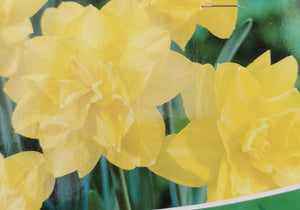 Daffodil Golden Ducat