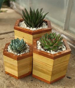 Octagon trio planter