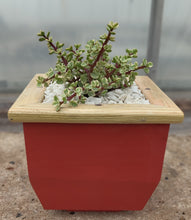 Load image into Gallery viewer, Wooden indoor planter Red
