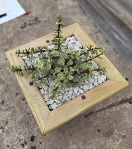 Wooden indoor planter Red