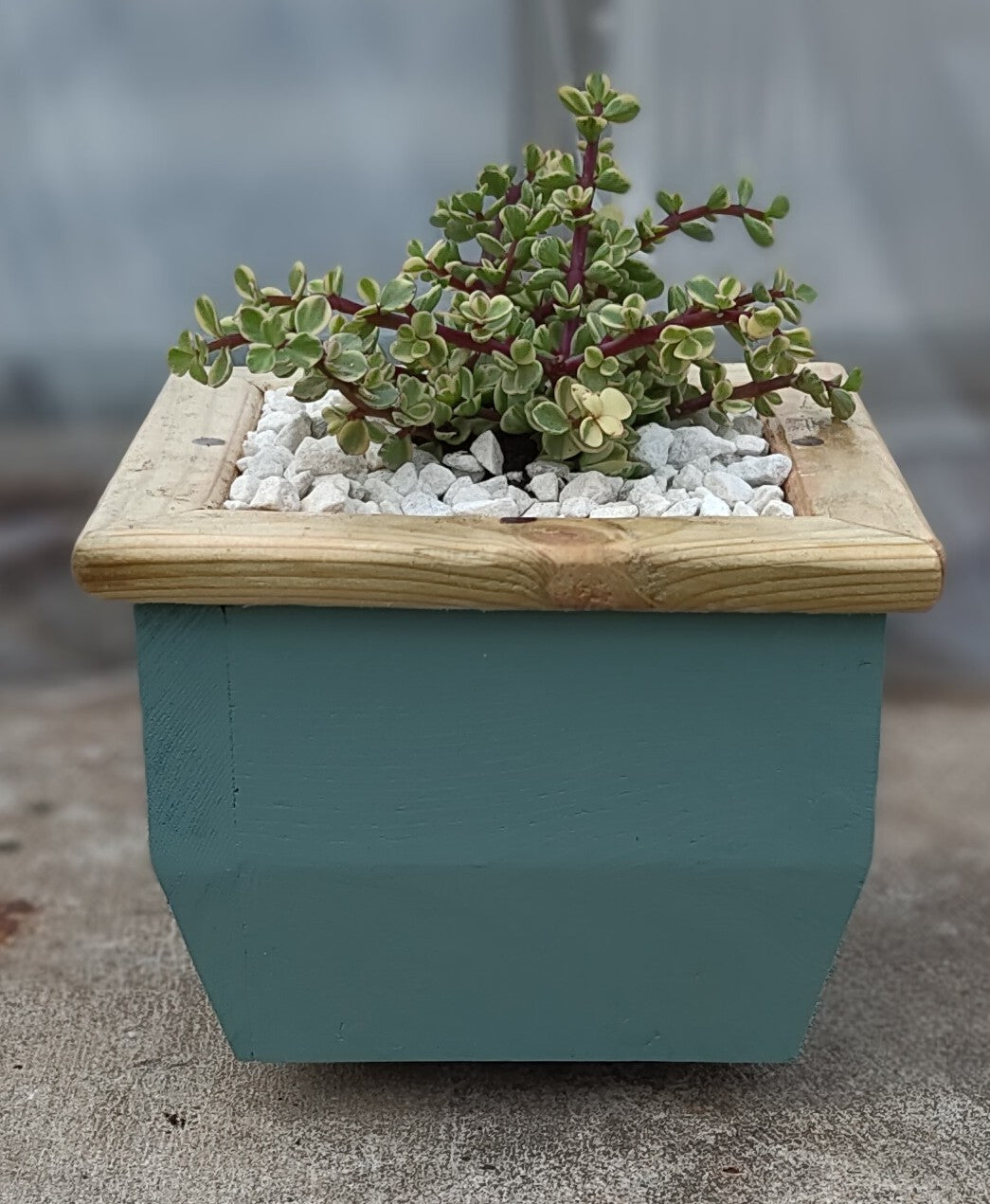 Wooden indoor planter Sage