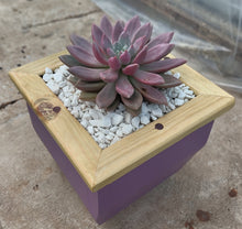 Load image into Gallery viewer, Wooden indoor planter Plum
