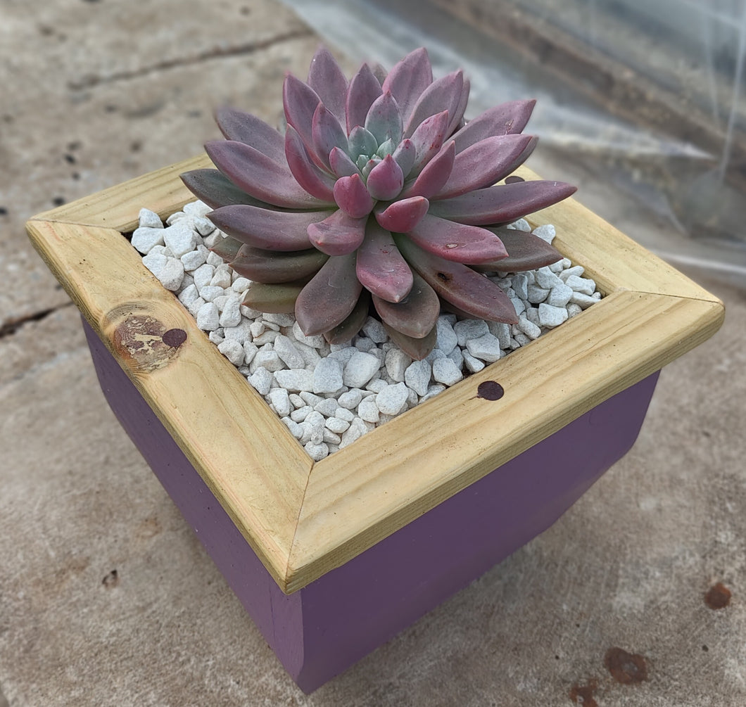 Wooden indoor planter Plum