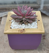 Load image into Gallery viewer, Wooden indoor planter Plum
