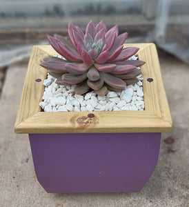 Wooden indoor planter Plum