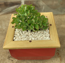 Load image into Gallery viewer, Wooden indoor planter Red
