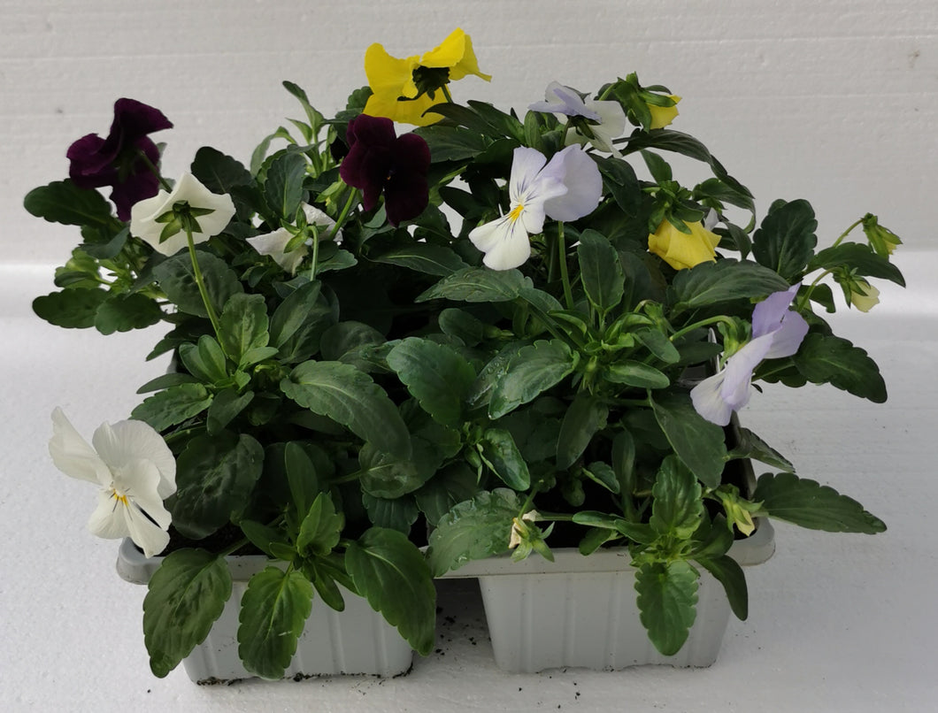 Trailing Pansy Mixed