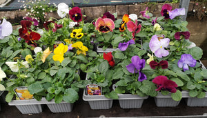 Pansy F1