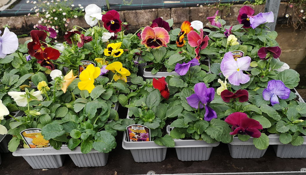 Pansy F1