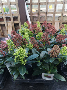 Skimmia Double Diamond